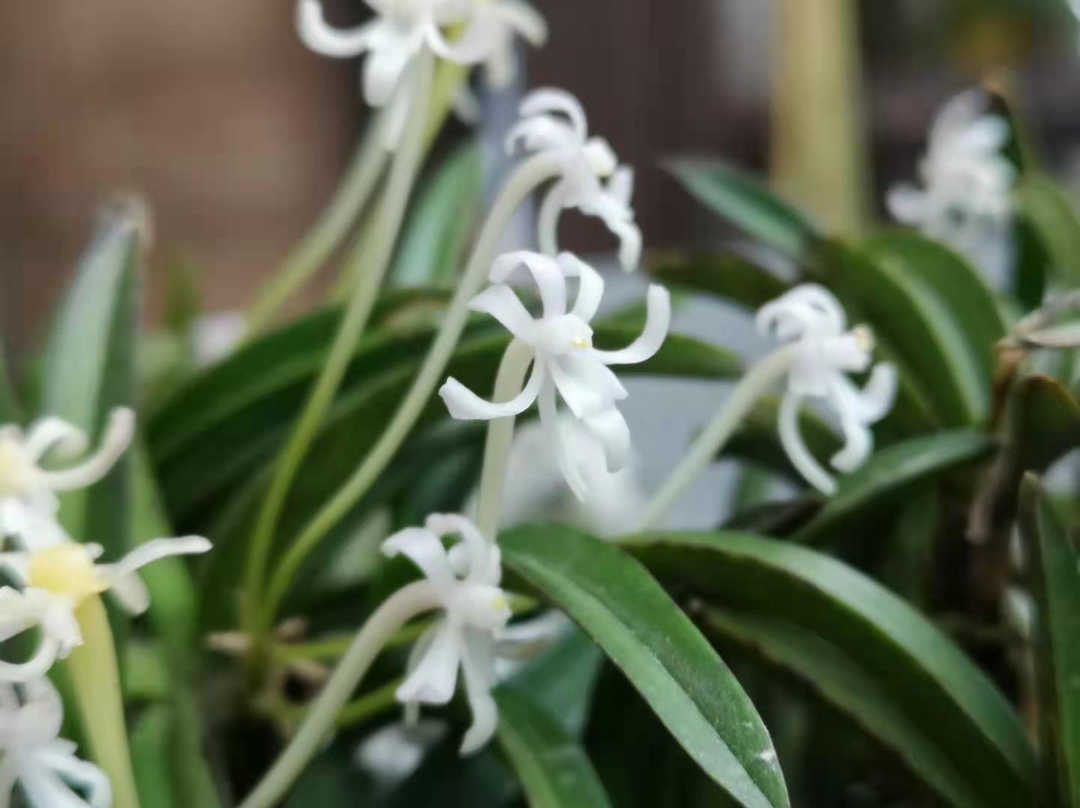 風蘭 新人首單立減十元 22年6月 淘寶海外