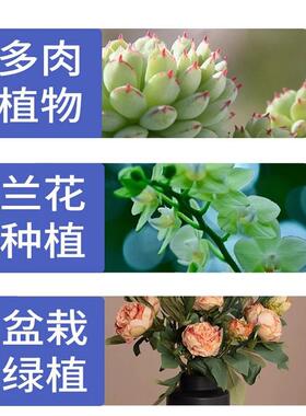 桐生砂日本原装进口多肉老桩盆景疏松透气改良土壤硬质颗粒专用土