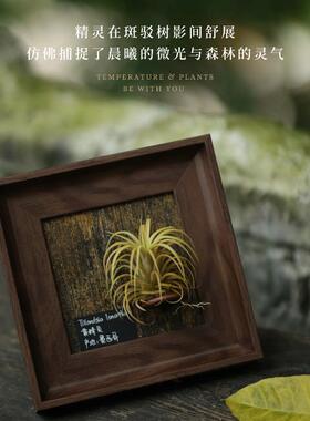 【安蒂斯精灵】室温原创空气凤梨寓意生日礼物懒人桌摆件墙面植物