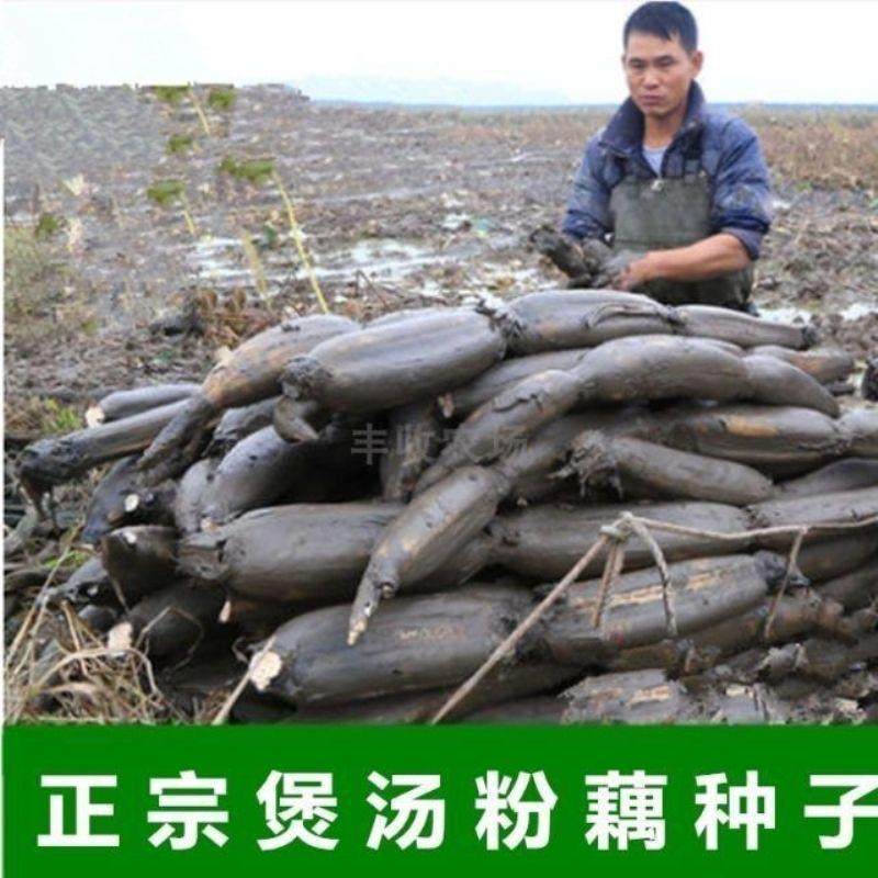 粉藕莲藕种苗洪湖粉藕苗高产食用藕种盆栽缸桶池塘水田深浅水种植,淘宝优惠券,粉丝福利购,淘宝优惠卷