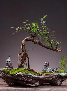 创意发财树绿植客厅玄关家居饰品办公桌面酒柜装饰富贵竹摆件