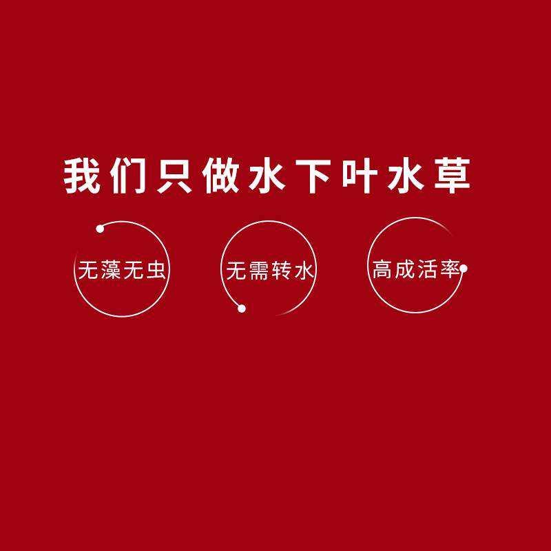 丹麦血红宫廷绿宫廷后景阳性水草冷水淡水阴性植物装饰水下叶Y608 - 图2