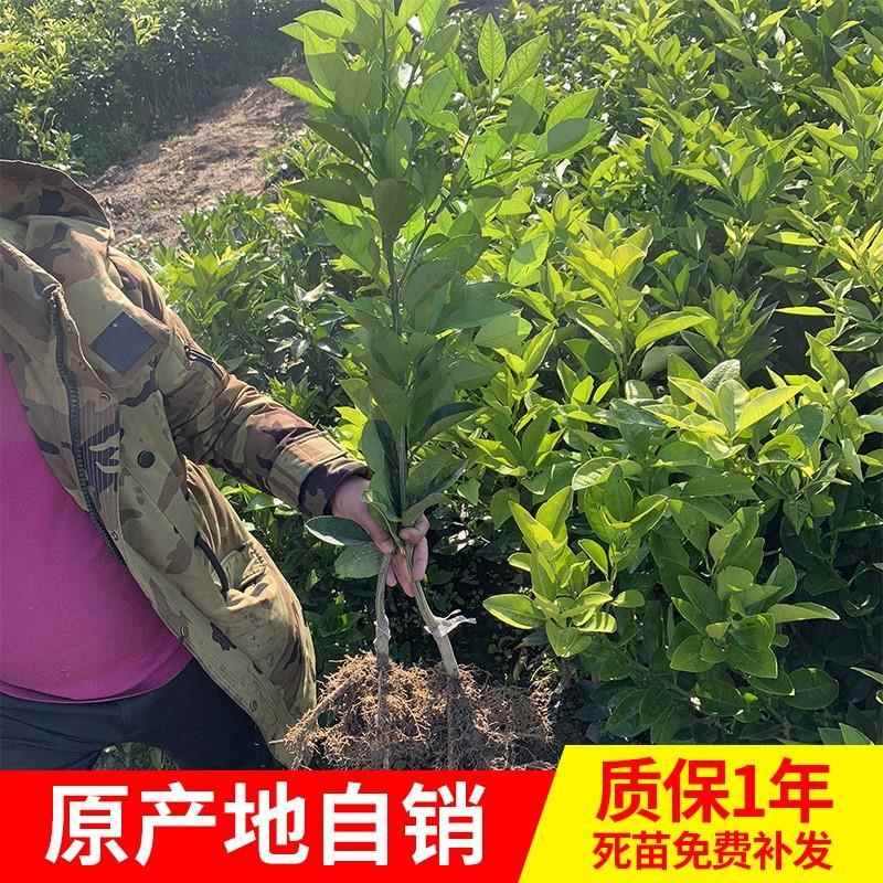 正宗嫁接柚子树苗红心蜜柚盆栽地栽南北方种植三红蜜柚苗当年结果 - 图1