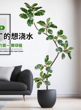 彷真绿色植物橡皮树黑金刚花叶榕极简风室内客厅沙发旁高级感落地