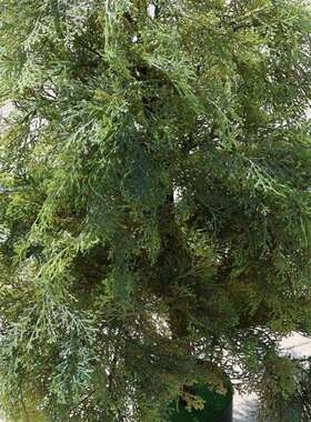 真假植物柏树仿盆栽绿植程盆栽白树圣诞树园VXN林工装饰塔型松柏