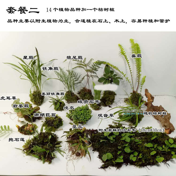 山野选集 热带雨林生态缸微景观室内景观素材 造景用植物套餐组合 - 图1