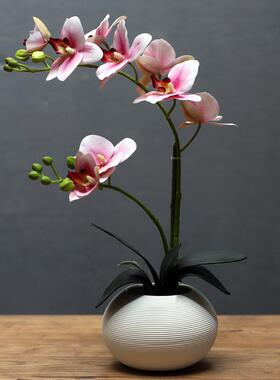 蝴蝶兰花艺套装摆件创意客厅餐桌桌面假花小盆栽装饰摆设黄色摆件