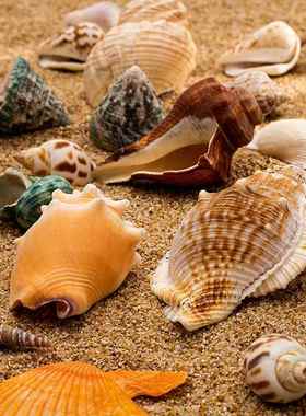 天然贝壳海螺珊瑚鱼缸装饰品拍摄道具工艺品微景观地中海海星摆件