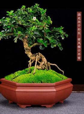 小兰草多肉小花盆 陶瓷简约园艺跨境 桌面绿植菖蒲盆景盆四方六方