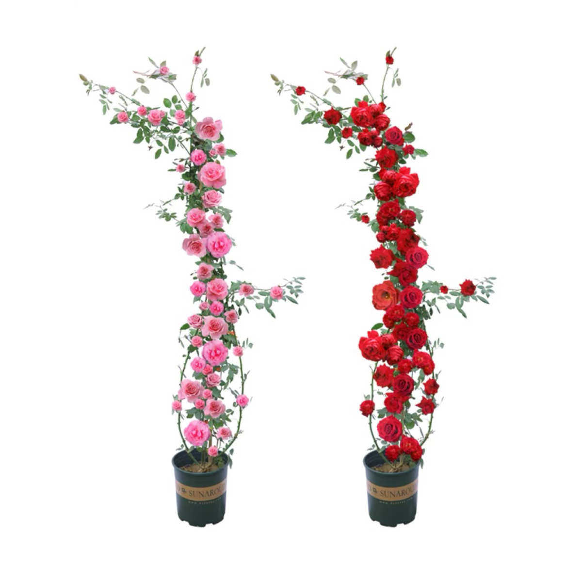 爬藤月季花大苗爬墙庭院花拱门藤本月季大苗阳台四季观赏月季植物,淘宝优惠券,粉丝福利购,淘宝优惠卷