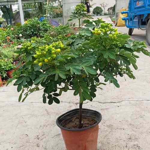 黄金梅盆栽木本植物阳台开花多年生花卉决明子庭院耐寒好养花期长 - 图1