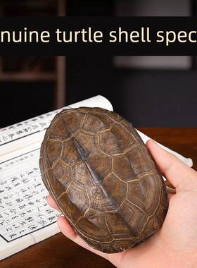 干隆铜钱六爻摇卦工具算挂手把件家居摆件天然乌龟壳真龟甲文玩