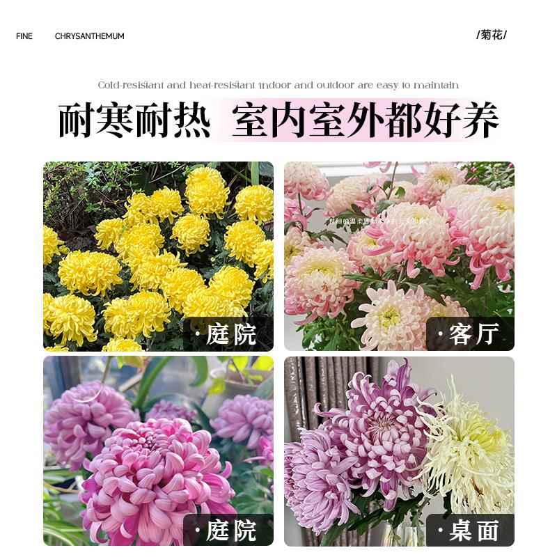 荷兰菊花苗四季种植菊花苗雏菊盆栽室内外阳台好养活绿植花卉秋菊 - 图3