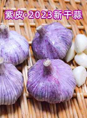 山东大蒜2023紫皮农家大蒜干蒜蒜大个头大蒜头干蒜5斤大蒜头蒜