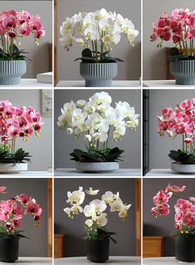 仿真花蝴花蝶兰轻奢现代家居室客厅餐视厅内装饰花摆设电2023蝴蝶