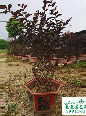 客厅假山桌微景观卧室内阳台造型紫薇小盆景盆栽花架花瓶骨架摆件