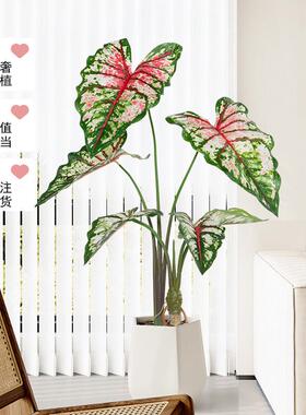 彷真绿色植物假植物盆栽彩叶芋客厅家居沙发轻奢装饰室内落地盆景