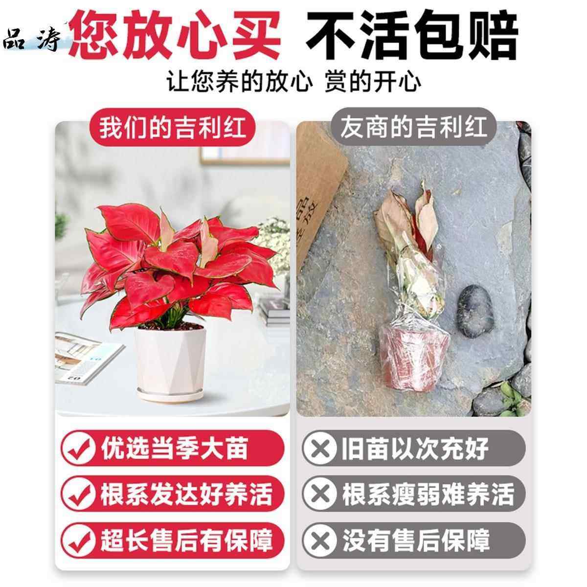 吉利红盆栽如意后室内客厅花卉绿植皇办公室桌面水培植季物四好养,淘宝优惠券,粉丝福利购,淘宝优惠卷