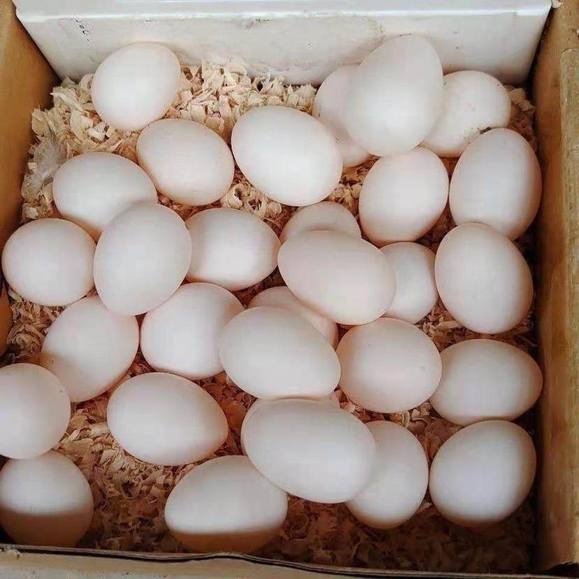 牡丹鹦鹉受精蛋种蛋可孵化玄风虎皮种蛋当天新鲜蛋受精率高品质受,淘宝优惠券,粉丝福利购,淘宝优惠卷