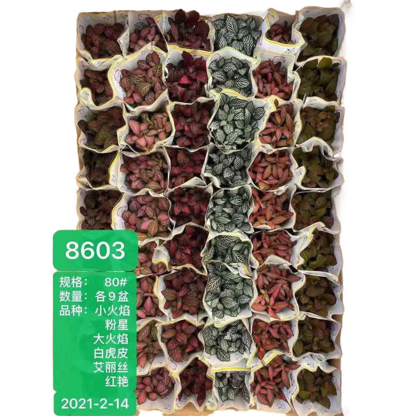 图5