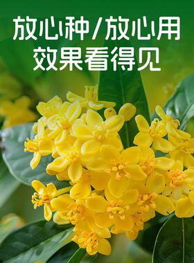 厂家艾尚棵桂花树专用肥家用盆栽养花种花种菜有机肥园艺花肥