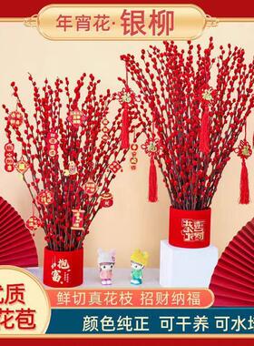 银柳真花鲜枝客厅红色干花摆件新年宵花卉室内客厅摆放花银柳干枝