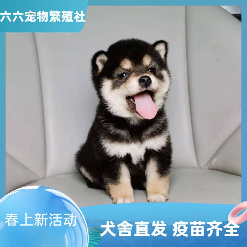 活物柴犬豆柴土柴幼犬小狗幼崽狗狗宠物正宗中小型家养田园可爱狗-图3