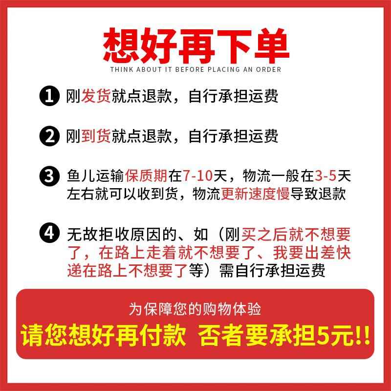 热带观赏鱼红蓝斑马鱼小型金鱼苗观赏鱼蝶翼精品孔雀红绿灯科活体 - 图3