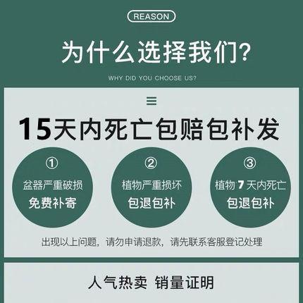 九里香水培植物盆栽四季开花卉七里香千里眼树苗老桩室内易活绿植 - 图2