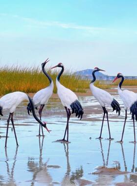 假山水池户外仿真丹顶仙鹤玻璃钢雕塑公园林景观庭院白鹭装饰摆件