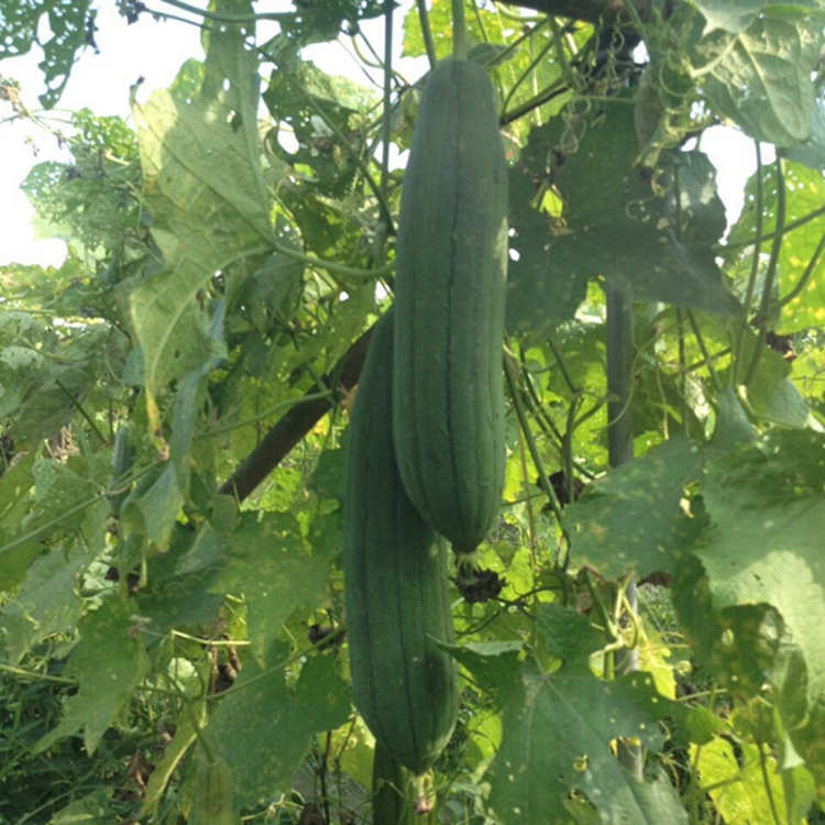 天然农家丝瓜络洗碗不沾油丝瓜瓤厨房清洁百洁布老丝瓜洗碗刷泓纳 - 图2