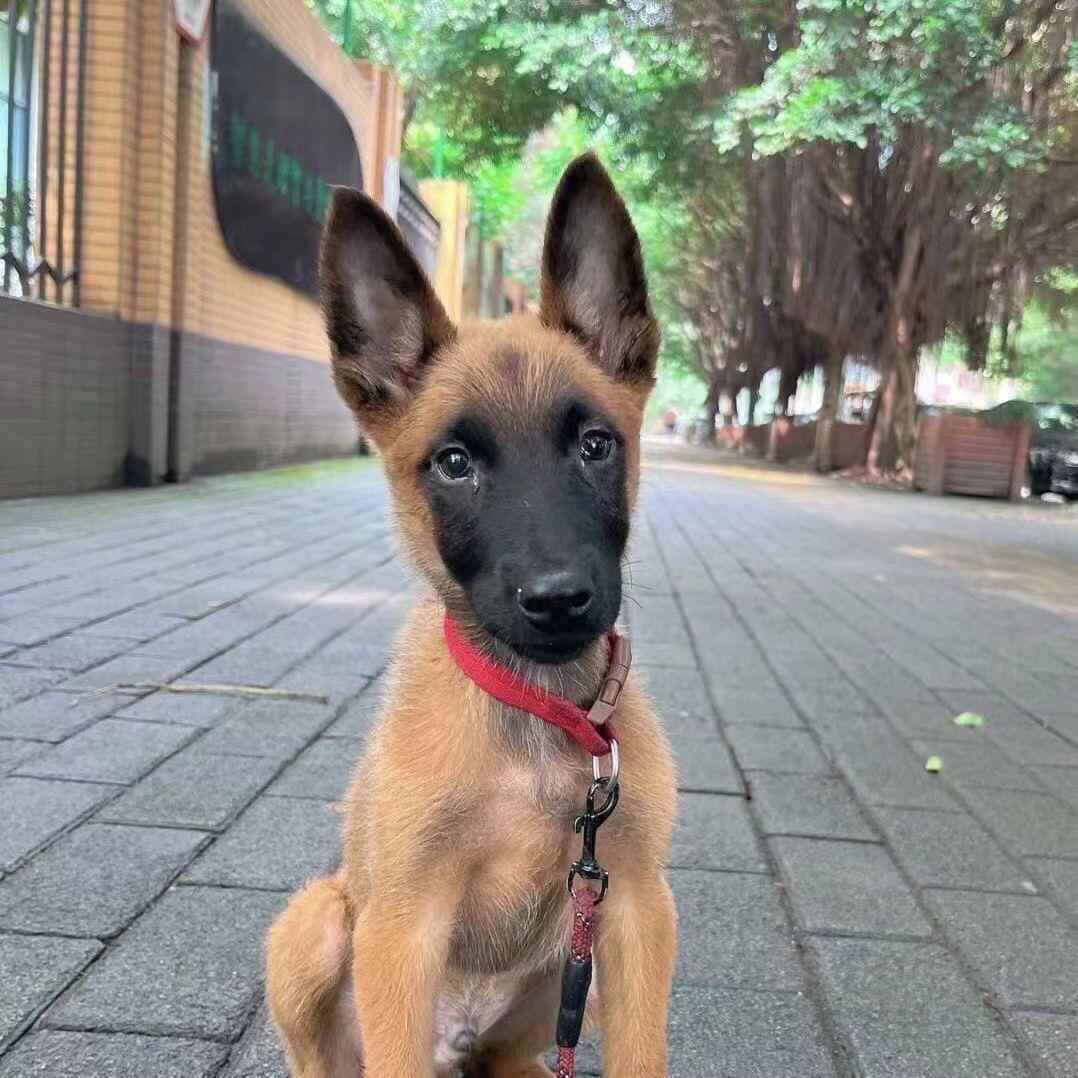 双血统到家马犬幼崽活体正宗马犬军犬护卫犬小马犬大黄中华田园犬-图1