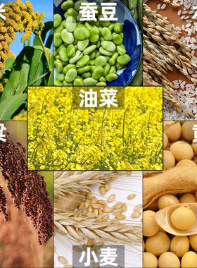 水稻多功能脱粒机黄豆梁谷子豆油菜籽脱壳脱籽机小麦脱粒机