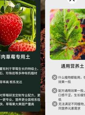 草莓种植专用营养土免施肥营养土有机基质土壤草莓专研秘制肥