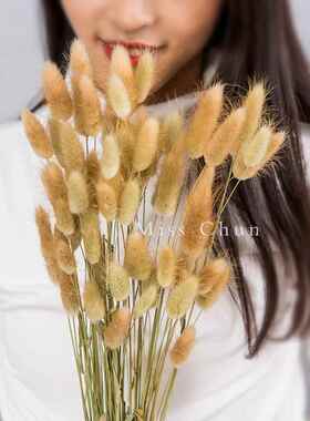 原色兔尾草天然干花花束狗尾巴草真花网红文艺摆件拍摄道具装饰