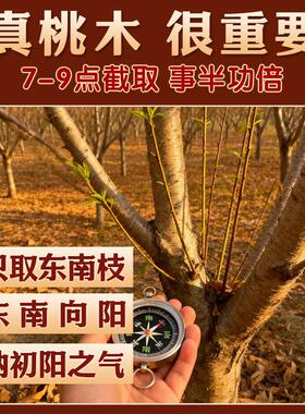 【泰山真野生桃木】东南枝挂件宝宝压惊防吓走夜路中国结随身挂件