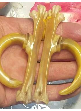 文玩鸡爪骨把件鸡蹬子手工制作传统骨玩抓钱手老鸡拐子盘玩骨艺