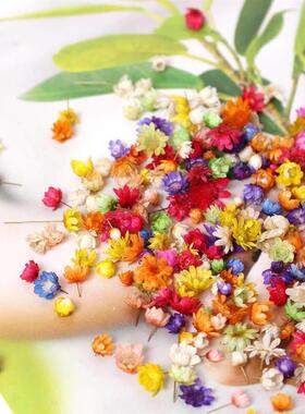 200pc Real Dried Flowers For DIY Art Craft Epoxy Resin Candl