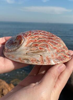 天然贝壳海螺鲍鱼壳鱼缸造景水族箱装饰品拍摄道具地中海风格摆件