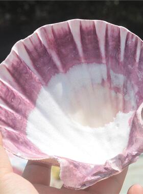 海螺鱼缸造景贝壳彩色大扇贝狮爪贝水族家居装饰手工相框生态瓶材