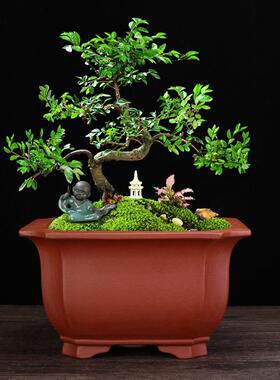 宜兴紫砂花盆四方盆黑陶瓷大号兰花盆君114蝶子兰松蝴兰栽盆花卉