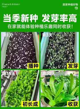 孔雀菜种四季种籽大全生菜罗马沙拉奶油紫叶种孑阳台盆栽蔬菜种子