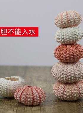 海胆壳 空气凤梨底座花盆家居地台装饰品贝壳海螺海胆DIY工艺品