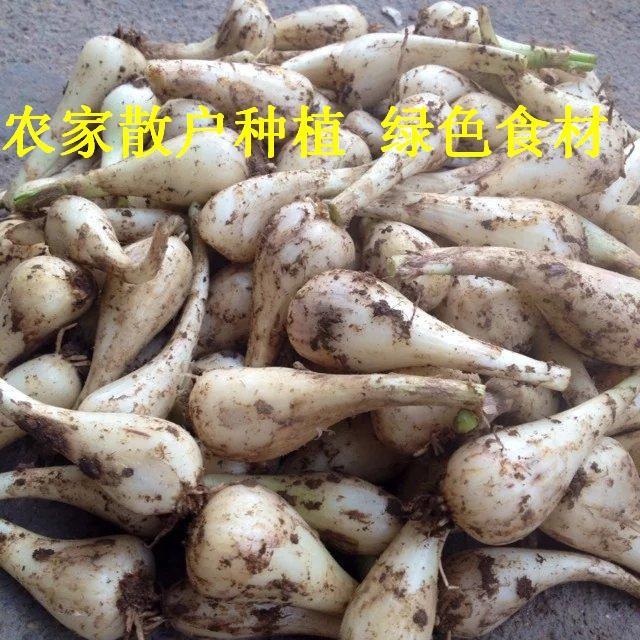 湖北农家自种新鲜茭头荞头藠头现发现挖精选教头蒜白糖醋蔬菜包邮 - 图2