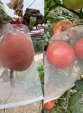 套袋果树防鸟防虫网袋纱保护无花果浸种滤网丝瓜桃子纱袋透气果蔬