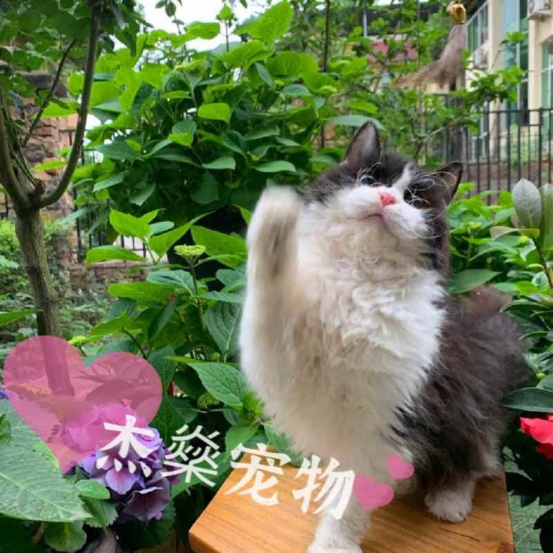 赛尔凯克卷毛猫长毛不掉毛猫披着羊皮的猫黑白卷毛德文猫活体幼猫 - 图1