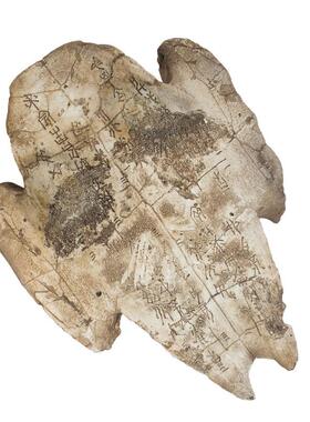 甲骨文海龟壳甲鱼壳海洋动物壳模型装饰客厅墙壁挂件树脂教学道具