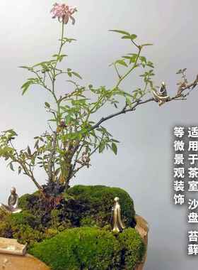 微景观铜摆件中式佛陀精铸造景茶道香道禅意苔藓假山盆景沙盘装饰