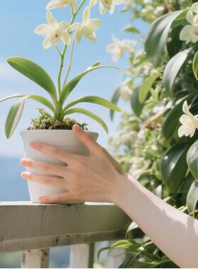 兰花植物室内盆栽营养液蝴蝶兰君子兰花肥玉兰花盆栽花卉花草绿植