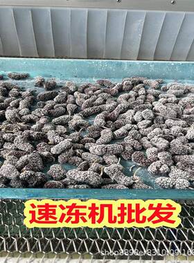 包子馒头生胚速冻设备 低温快速定型 保留面皮松软口感 批量生产
